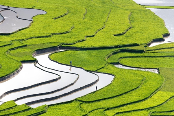 Agriculture Opportunity in Indonesia