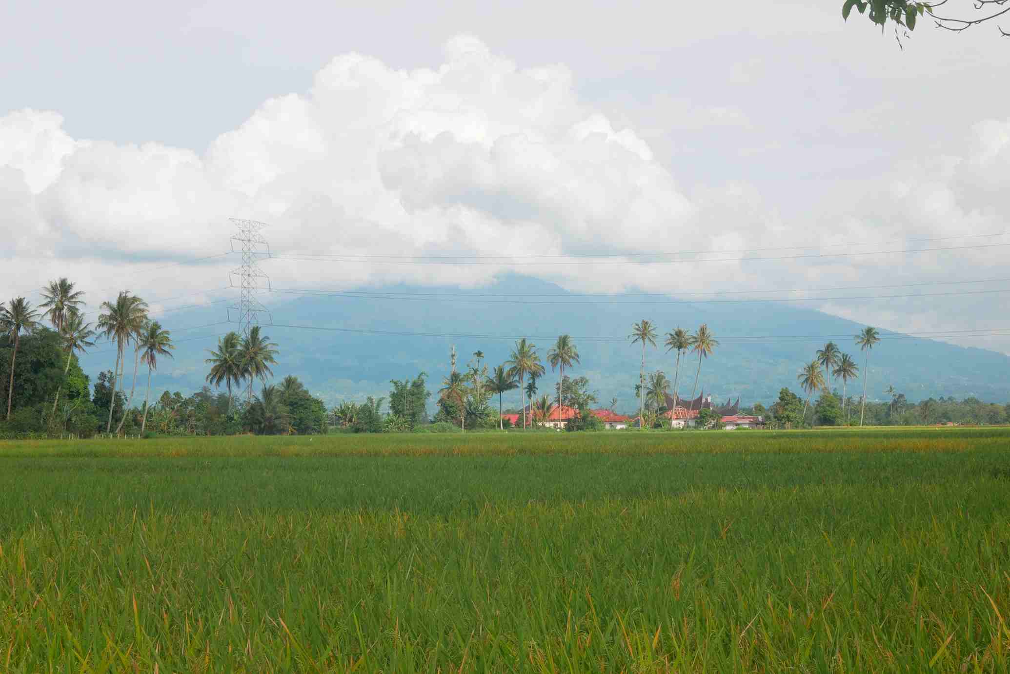 Agriculture Opportunity in Indonesia